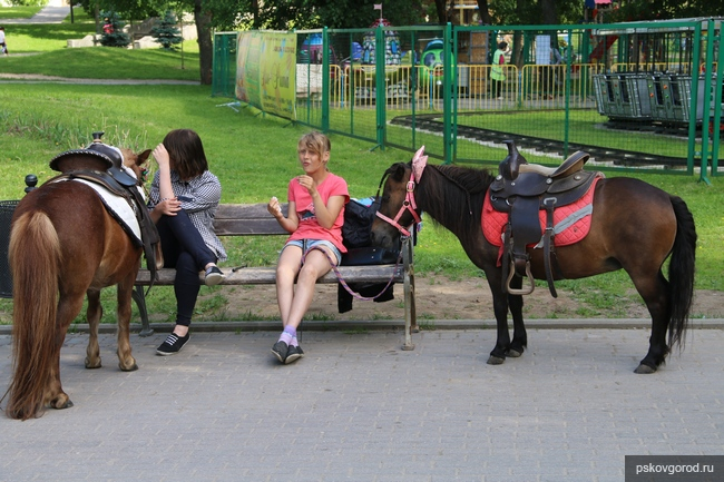 Лошадка в парке